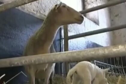 El video viral del cordero de seis patas que nació en una granja de Alemania