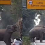 EN VIDEO | Elefante se atravesó en la vía para parar camión y comer la caña de azúcar que transportaba