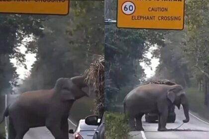 EN VIDEO | Elefante se atravesó en la vía para parar camión y comer la caña de azúcar que transportaba