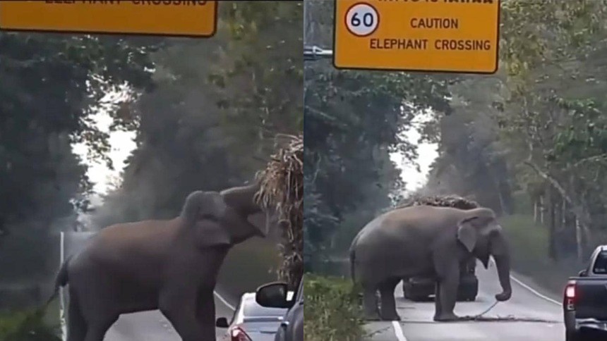 EN VIDEO | Elefante se atravesó en la vía para parar camión y comer la caña de azúcar que transportaba