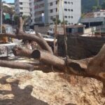 Vecinos del municipio El Hatillo criticaron la tala del emblemático Samán de El Cigarral +VIDEO