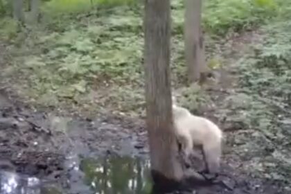 El video de la extraña cría de oso pardo albino que se volvió una sensación viral
