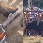 Videos de terror: Toro se escapó en una corrida en España y hay 10 heridos, uno de gravedad