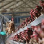 Las autoridades en Texas informaron, este lunes 1 de abril, sobre el primer caso humano de gripe aviar en EEUU. Precisaron, que el contagio.