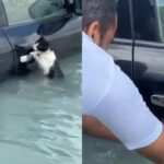 VIRAL: El emocionante rescate de un gatito que casi muere ahogado por lluvias de Dubai