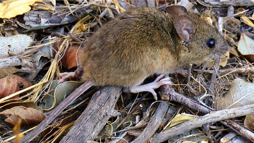 Las autoridades de salud de Arizona (EEUU) emitieron una alerta sobre el aumento de casos de hantavirus, una enfermedad potencialmente mortal que se transmite de roedores a humanos. 