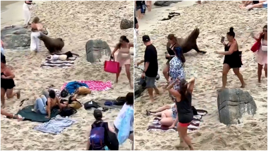 En las últimas horas, difundieron otro video se mira a un grupo de leones marinos persiguiendo y acorralando a personas playa de San Diego