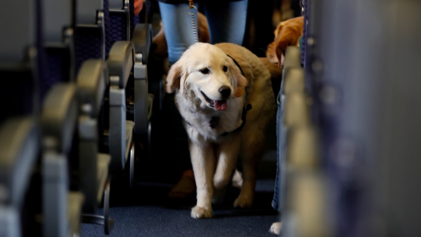 Ir con tu perro a Estados Unidos puede ser una aventura emocionante, pero es importante estar al tanto de las nuevas reglas para garantizar un viaje sin contratiempos. 