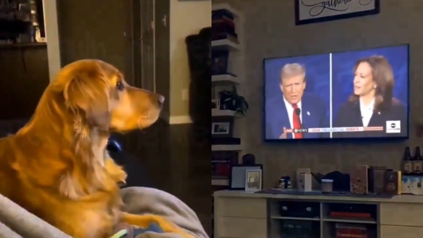 Un perro protagonizó un 'momento de pánico' al escuchar rumor del expresidente y candidato republicano para volver a la Casa Blanca, Donald Trump, de que en Ohio 'se comen a las mascotas'.  