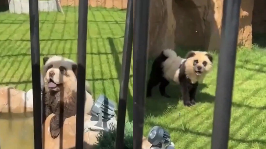 China lo hace de nuevo: Así pintaron a perritos para hacerlos pasar por pandas en un zoológico