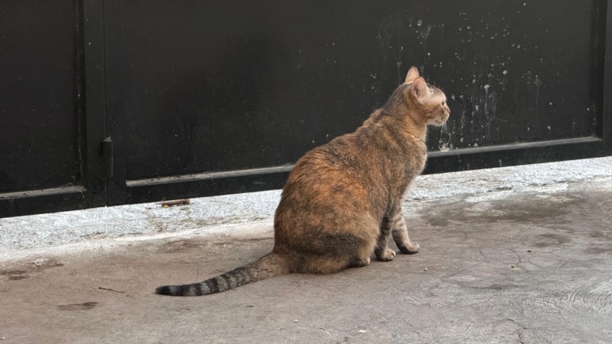 Denuncian masivo abandono de gatos en Mérida, hay casos de envenenamiento