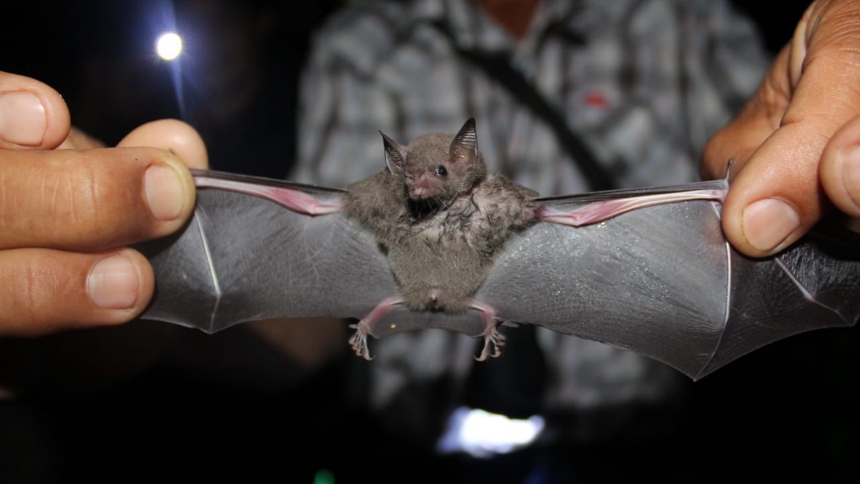 En un trágico incidente, dos hombres residentes de Rochester, Nueva York (EEUU), fallecieron a causa de neumonía tras inhalar esporas de Histoplasma capsulatum, un hongo presente en el excremento de murciélago, conocido como guano.  